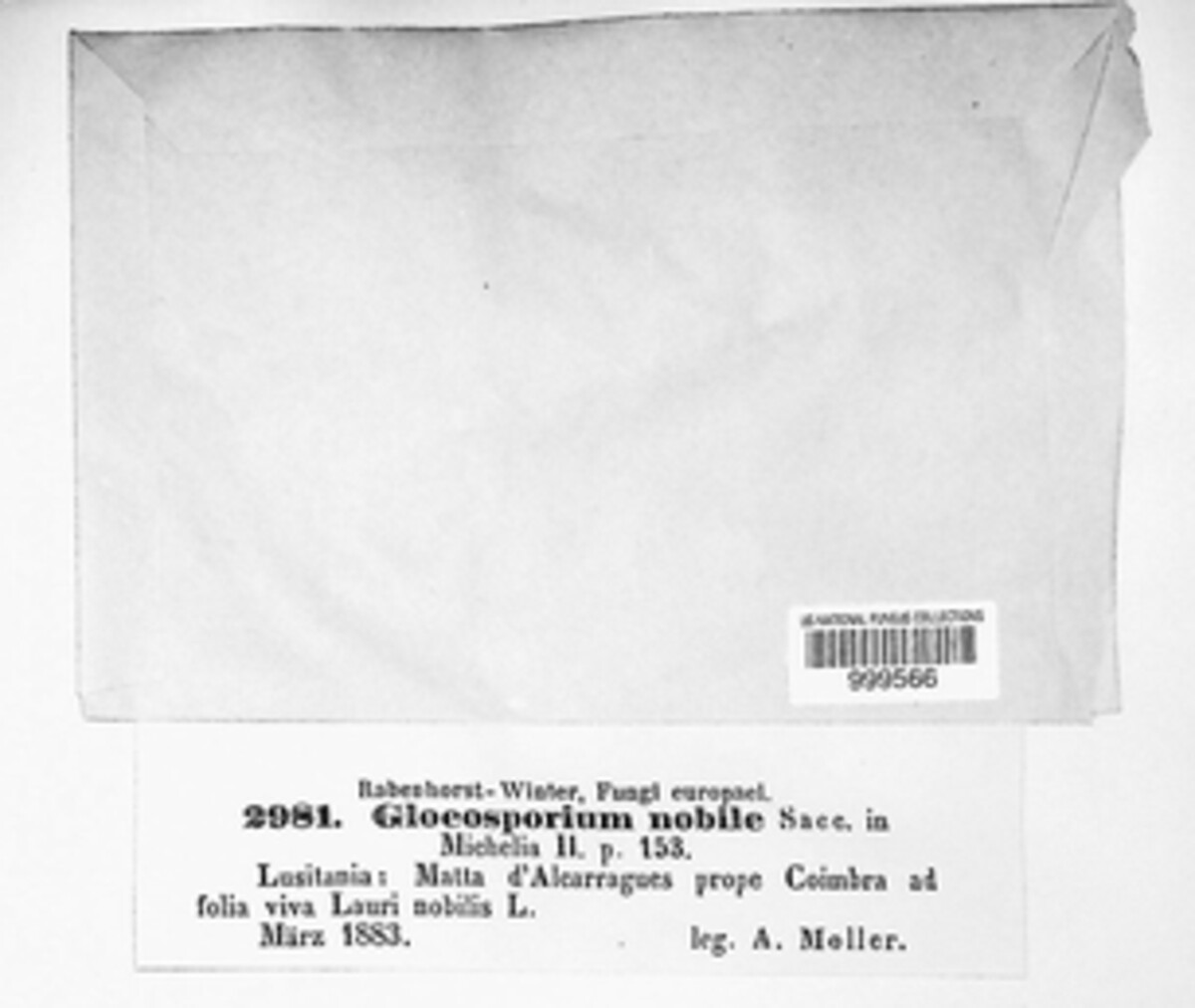 Gloeosporidiella nobilis image